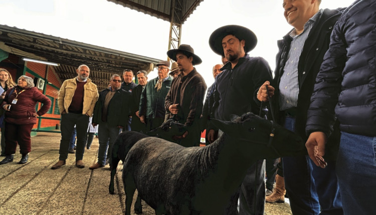 Raça Texel Naturalmente Colorida puxa fila de entrada dos animais para a Expointer