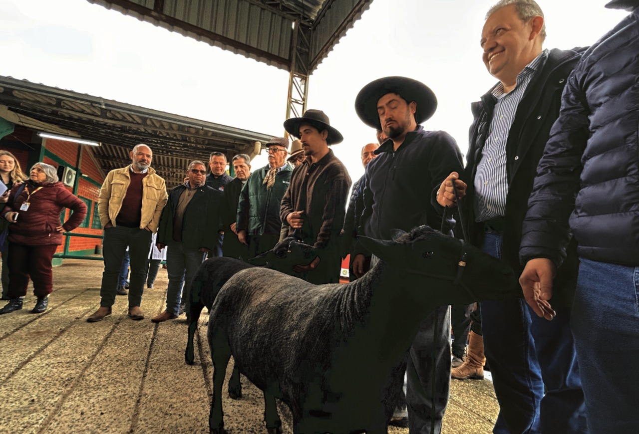 Raça Texel Naturalmente Colorida puxa fila de entrada dos animais para a Expointer