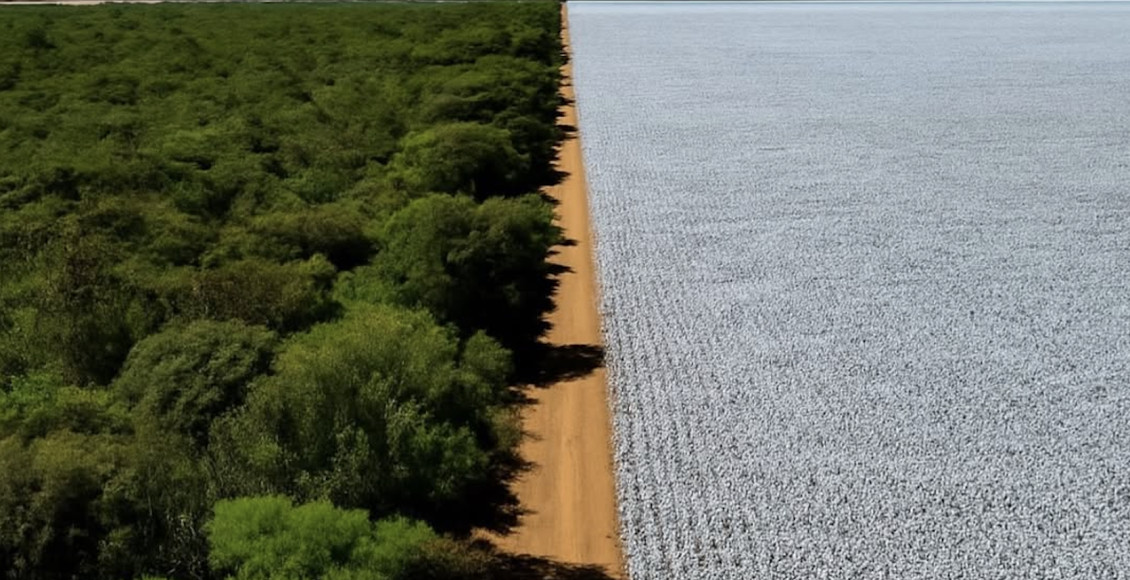 Matopiba cresce no algodão com produção sustentável