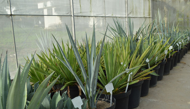Brasil investe em pesquisa com planta da tequila para produção de etanol