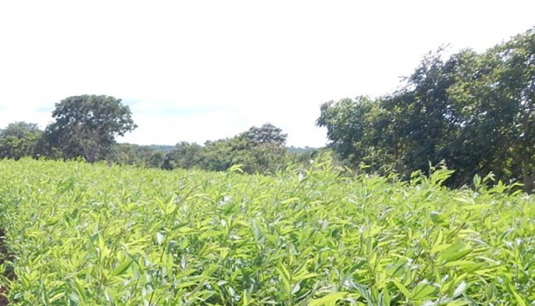 Técnicas simples ajudam lavouras orgânicas a conviver com plantas espontâneas
