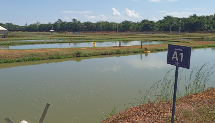 Candidatos à chefia-geral da Embrapa Pesca e Aquicultura apresentarão propostas de trabalho