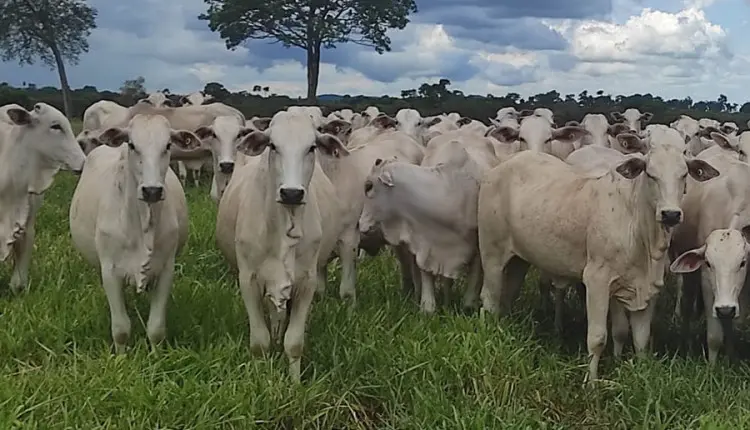 Novo indutor de ovulação aumenta em até 9% a taxa de prenhez em vacas