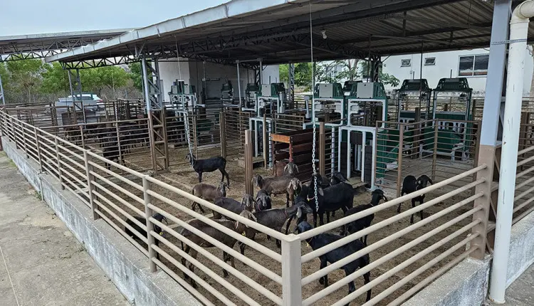 Novo serviço da Embrapa seleciona caprinos e ovinos pela eficiência alimentar