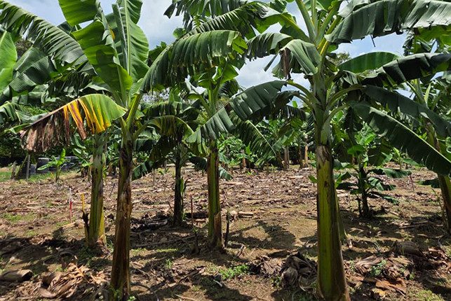 Duas cultivares da Embrapa são resistentes à mais grave doença mundial das bananeiras