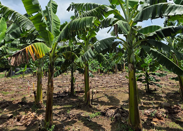 Duas cultivares da Embrapa são resistentes à mais grave doença mundial das bananeiras