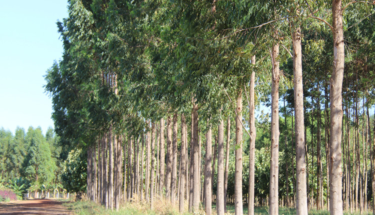 Planilha calcula custo de produção e tratamento da madeira na propriedade rural