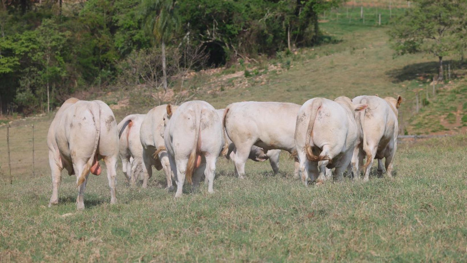 canchim ilma - pesquisa sobre carrapatos - pcad ilma - animais a pasto