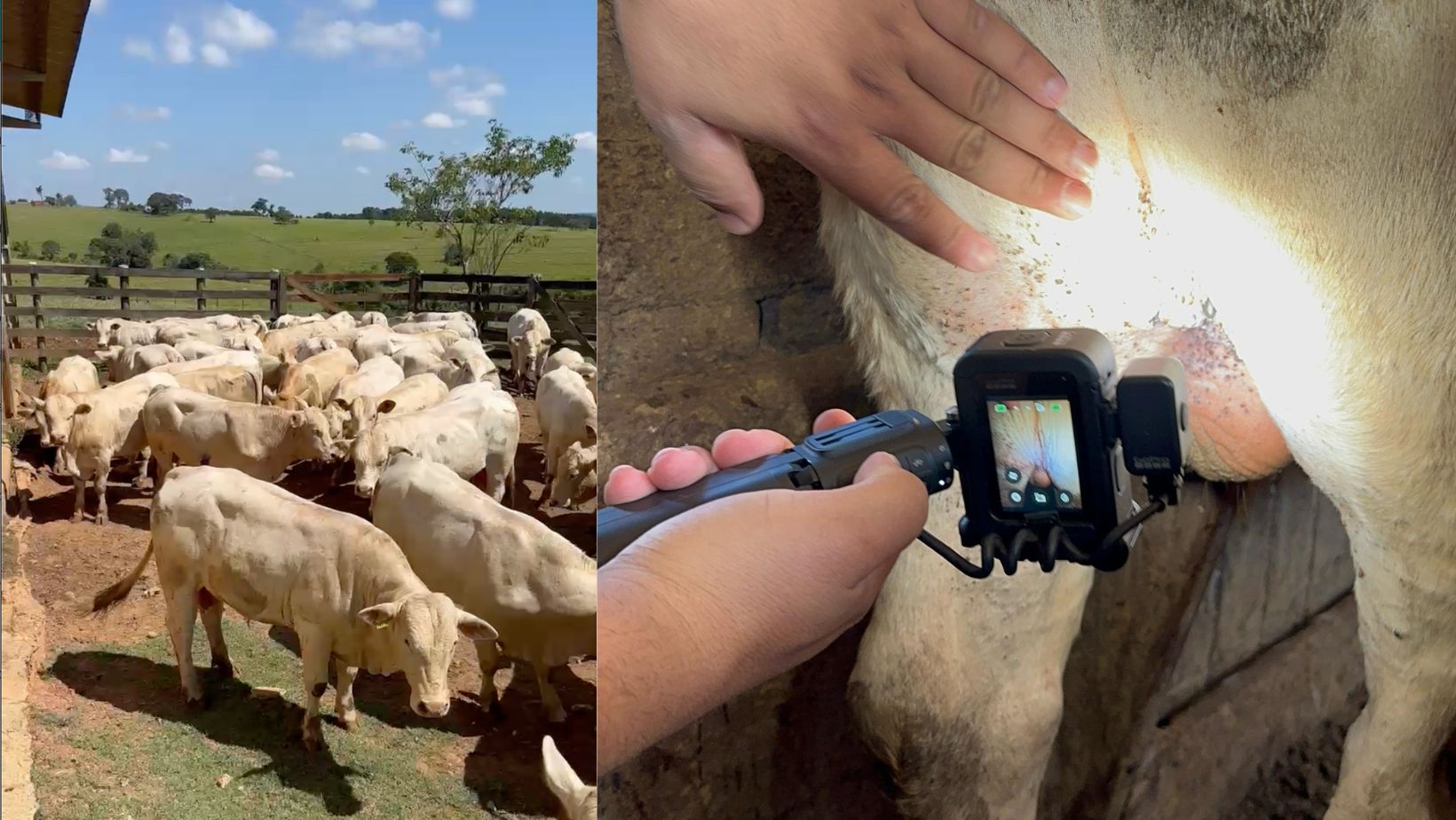 canchim ilma - pesquisa sobre carrapatos - pcad ilma - fotos de carrapatos