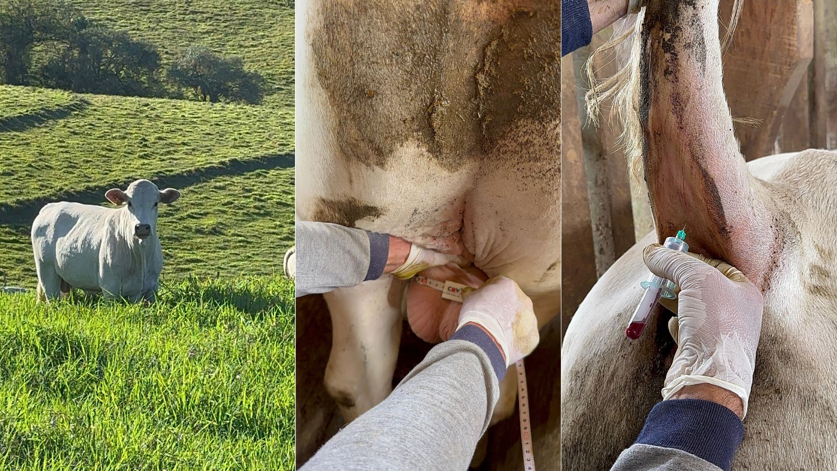 canchim ilma - pesquisa sobre carrapatos - prova de desempenho