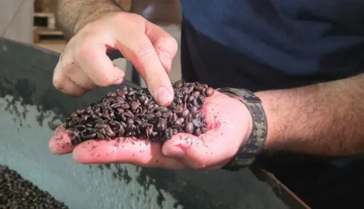 Operação retira mais de 2,4 toneladas de café impróprio do mercado no RJ