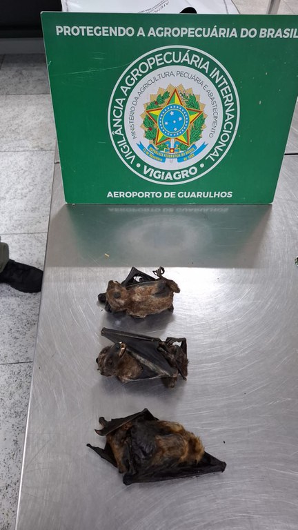 Mapa apreende mais de 130 animais e partes de alto risco sanitário provenientes da Nigéria