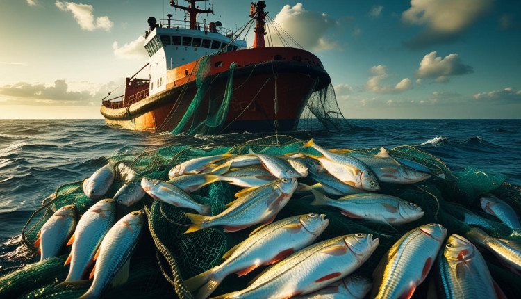 Você sabia que há dois tipos de pesca de arrasto? Conheça quais!