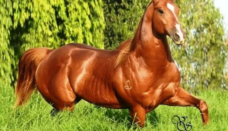 holland jeck