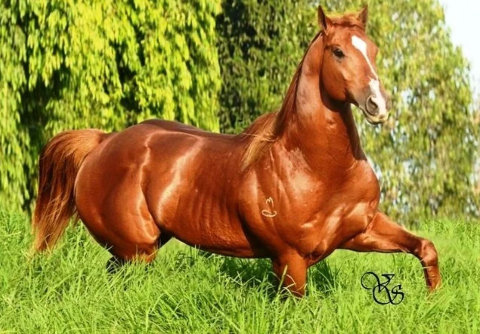 holland jeck