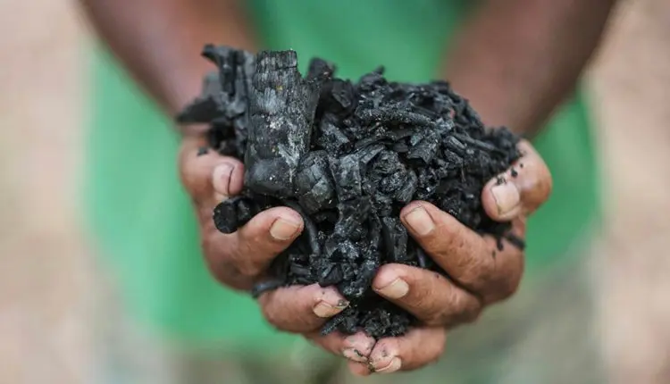 NetZero anuncia ganhos de até 20% na produtividade da cana com tecnologia de biochar