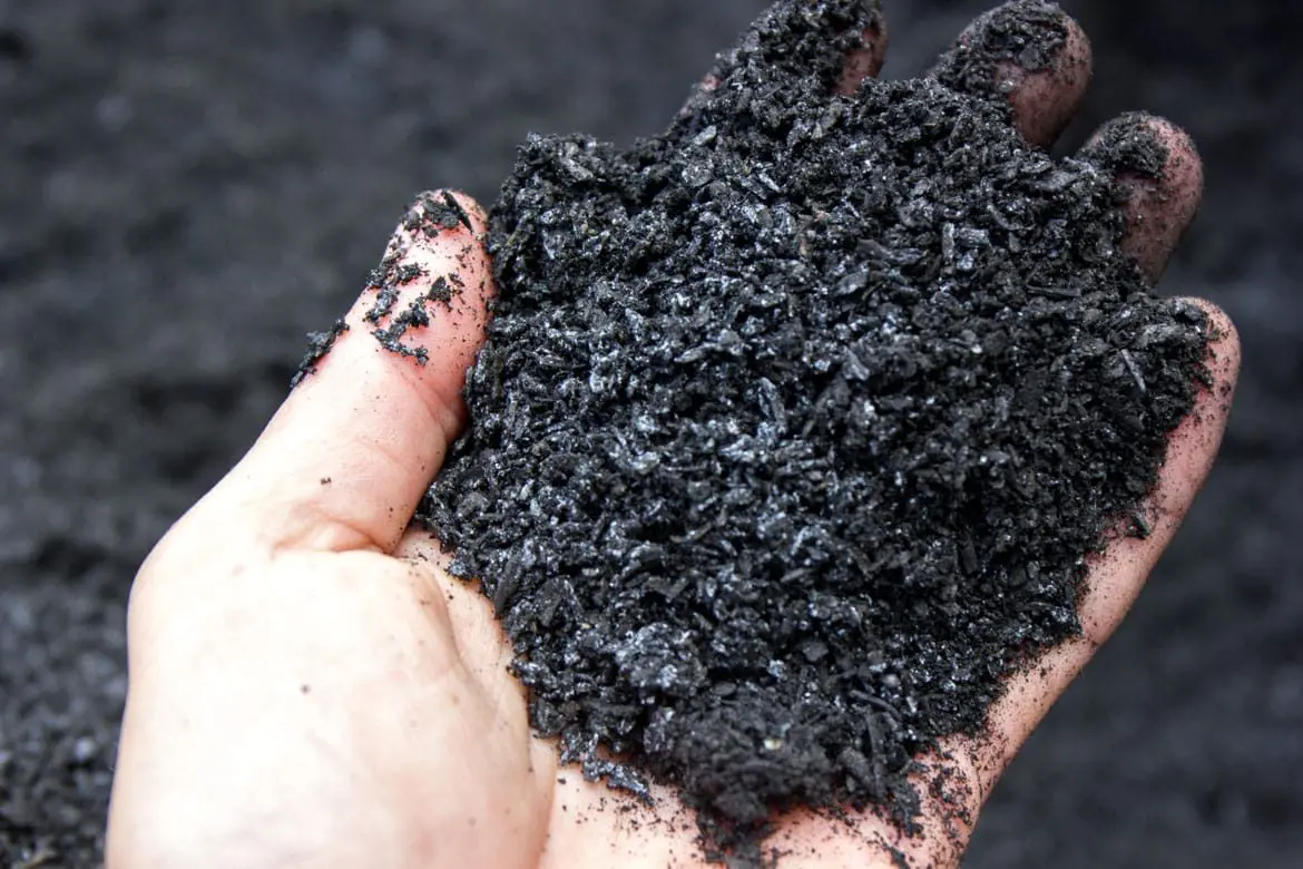 Biochar como estratégia de preservação é tema da Conferência da Mata Atlântica