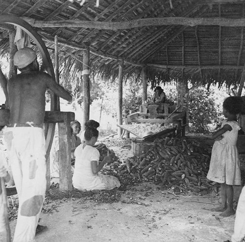 Como era a agricultura no Brasil antes da mecanização
