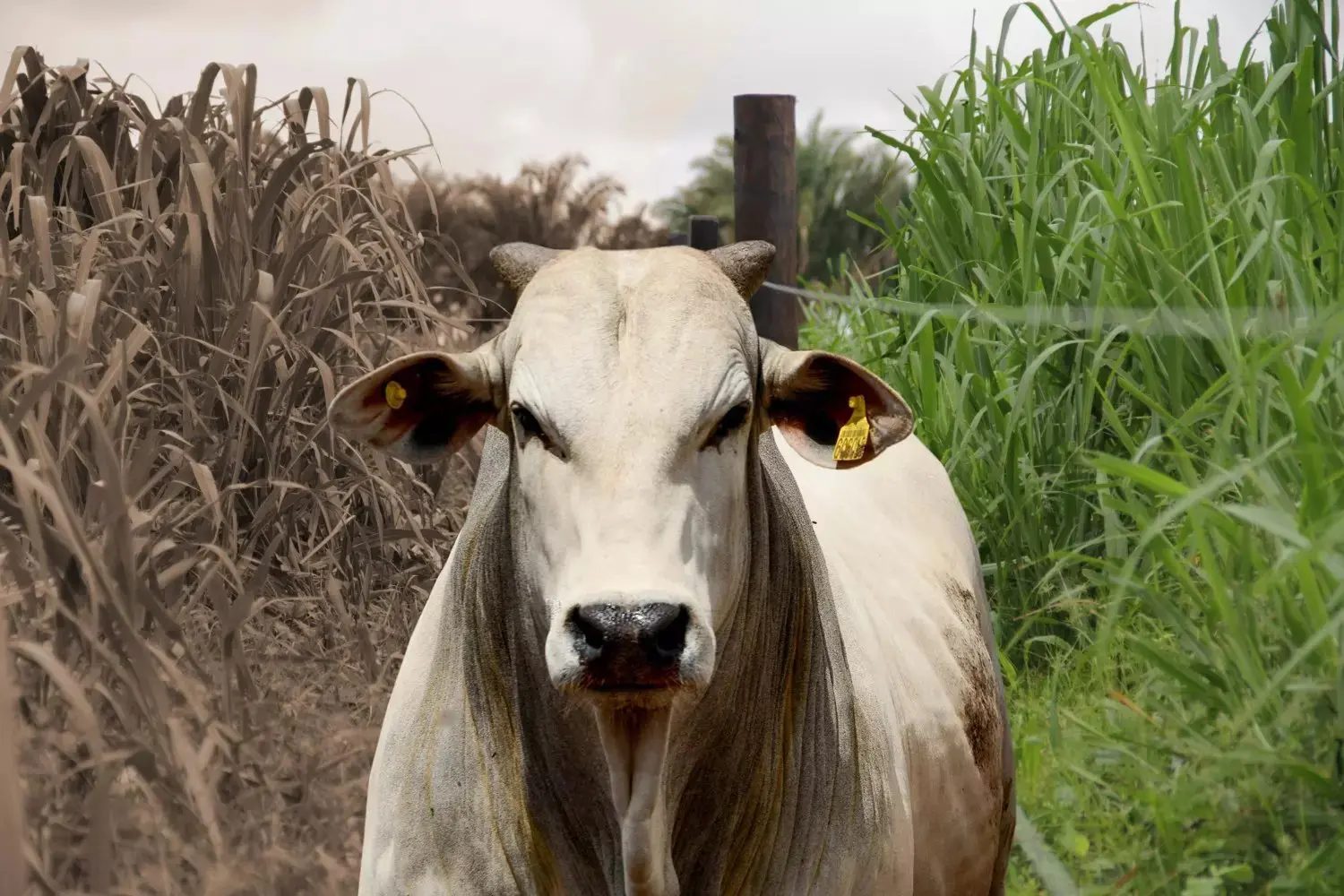 Como manter a qualidade nutricional do pasto na passagem da seca para as águas