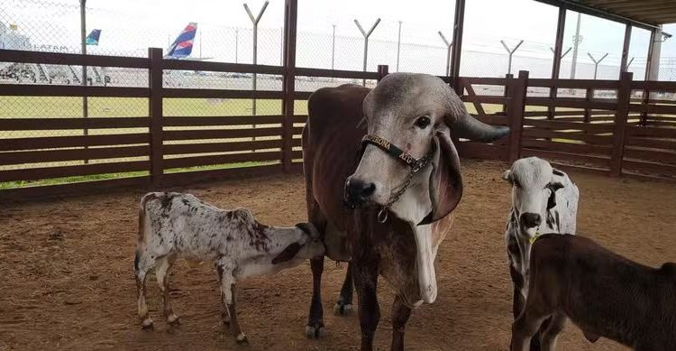 Embarque de 111 bovinos é realizado com sucesso no Aeroporto de Viracopos