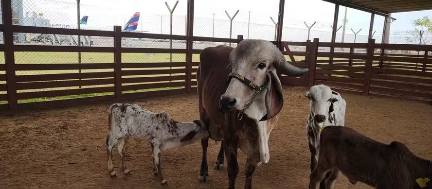 Embarque de 111 bovinos é realizado com sucesso no Aeroporto de Viracopos