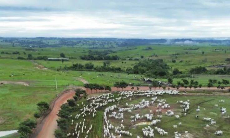 Nova força no campo: como o grupo LPCD leva a TIP a outro patamar na pecuária brasileira