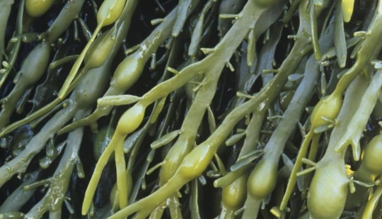 Alga marinha Ascophyllum nodosum contribui com a alta produtividade de campeões do CESB