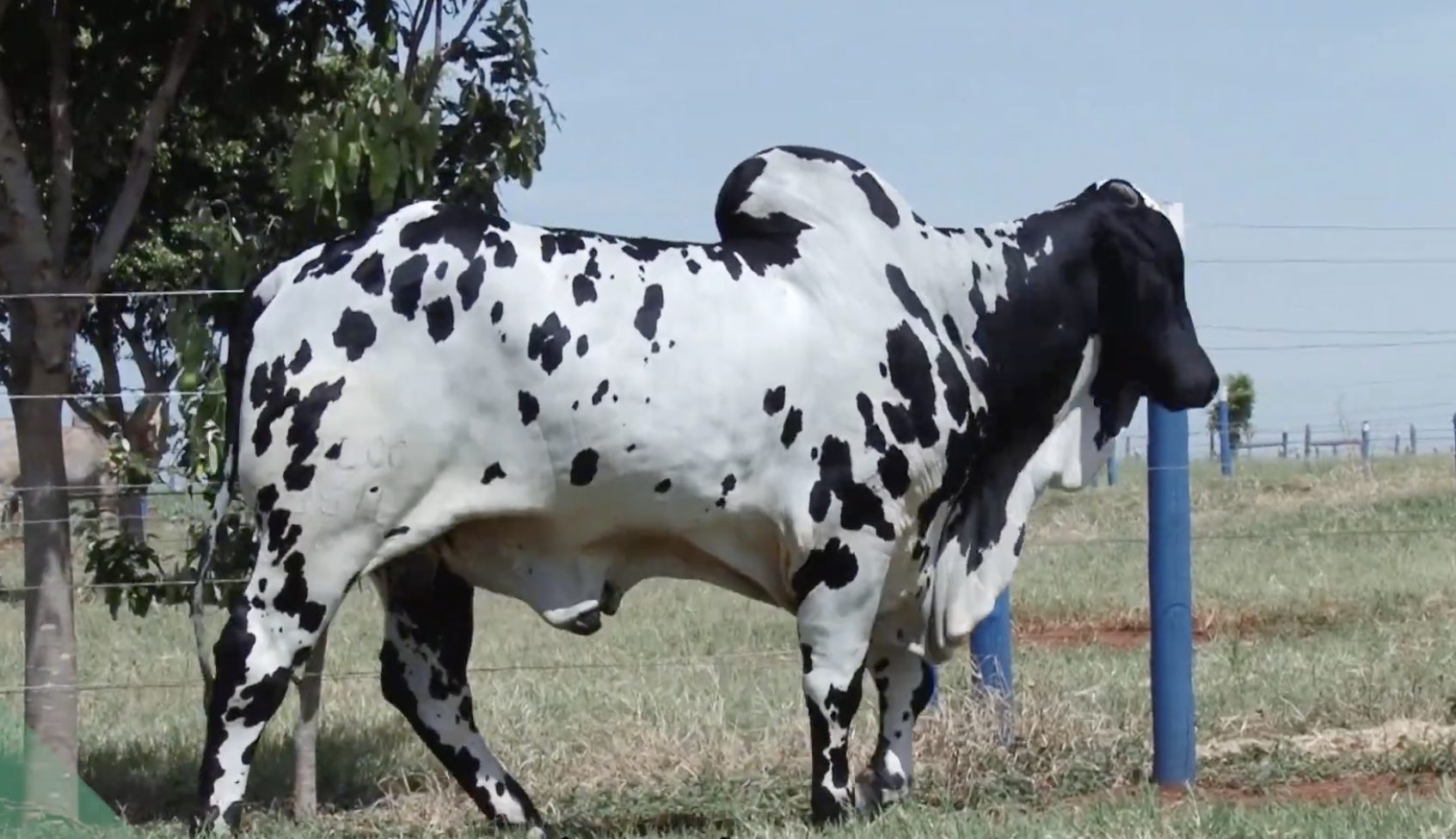 Morre o touro mais famoso da raça Nelore Pintado, ícone da pecuária brasileira