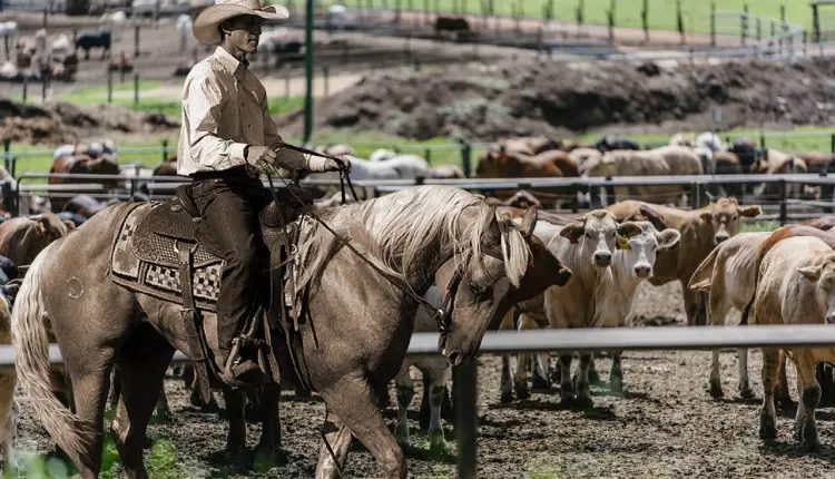 Estado concentra maior número de confinamentos de gado no país