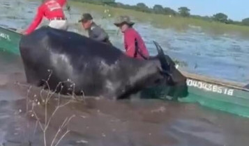 Pescadores são atacados por búfalo selvagem: veja o vídeo