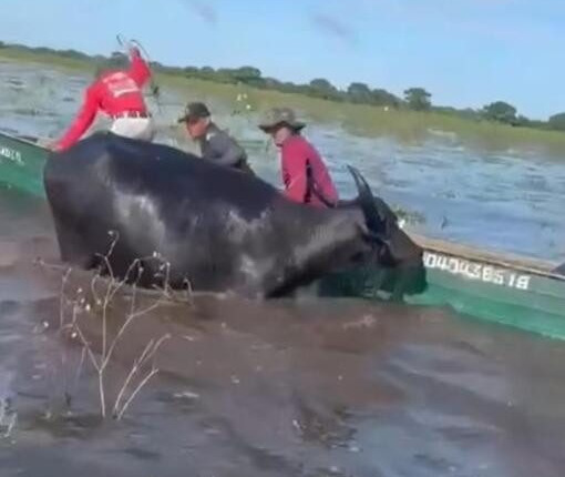 Pescadores são atacados por búfalo selvagem: veja o vídeo