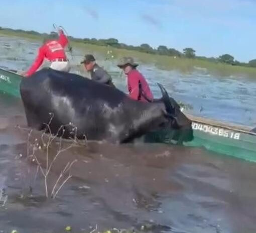 Pescadores são atacados por búfalo selvagem: veja o vídeo