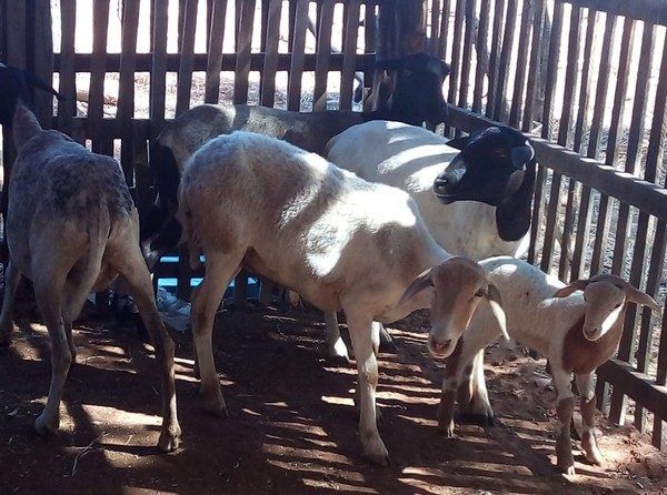 Morte repentina de animais preocupa criadores no Piauí; Secretarias municipais e universidades investigam e, segundo informações, os animais começaram a apresentar sinais de fraqueza, inchaço e mal-estar, evoluindo para a morte após alguns dias.