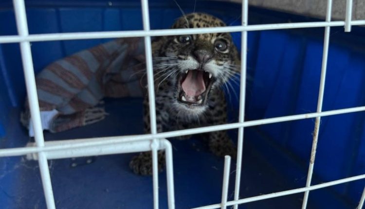 Filhote de onça é encontrado e resgatado em área rural de MT