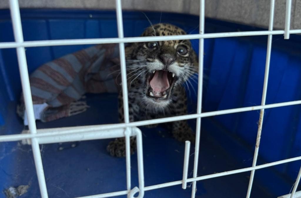 Filhote de onça é encontrado e resgatado em área rural de MT