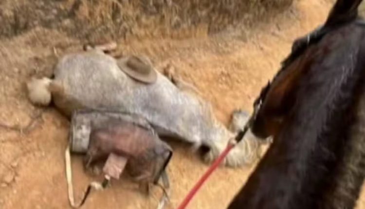 Cavalo morre após mutilação e caso é investigado pela polícia em SP
