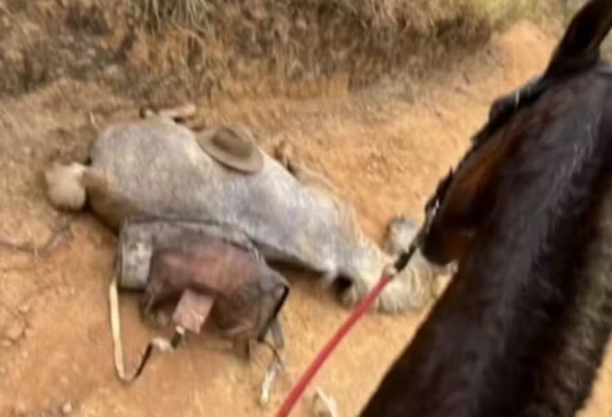 Cavalo morre após mutilação e caso é investigado pela polícia em SP