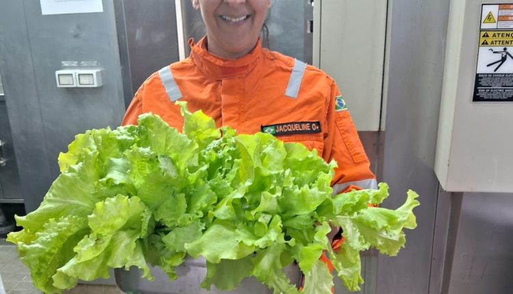 Temperos, ervas frescas e hortaliças podem ser cultivados em alto-mar?