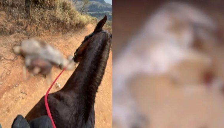 Polêmica em SP: suspeito de mutilar cavalo não é preso; veja os motivos