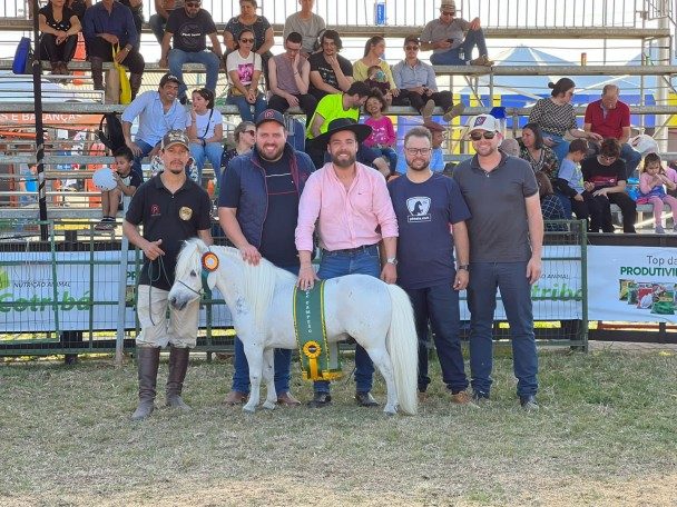 Pôneis dobram participação na Expointer e Cavalo Anglo-Árabe volta às pistas depois de 36 anos