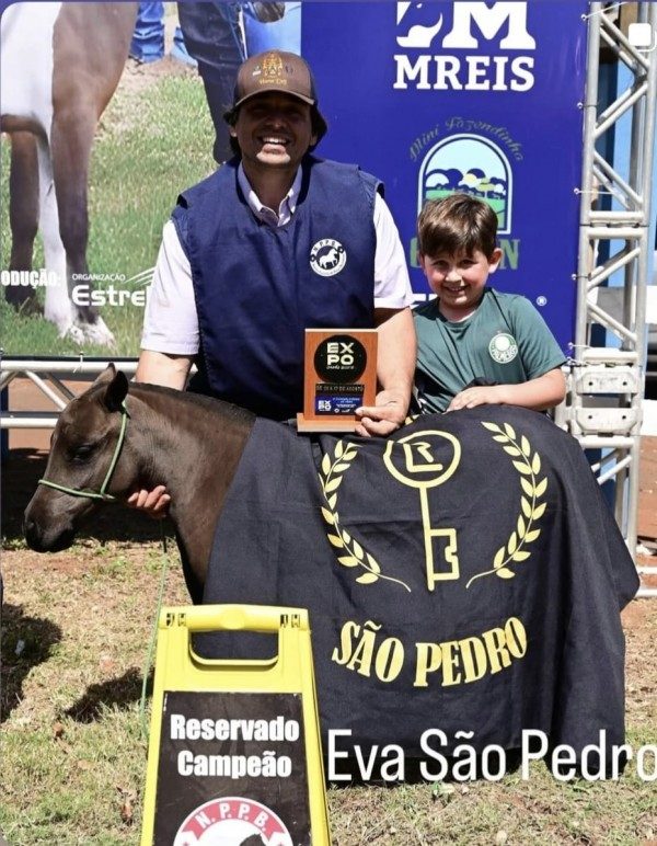 Pôneis dobram participação na Expointer e Cavalo Anglo-Árabe volta às pistas depois de 36 anos