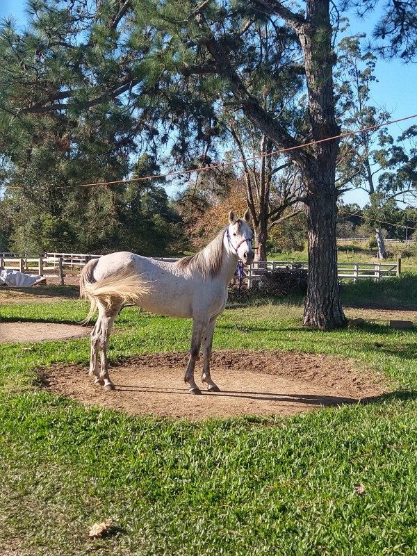 Pôneis dobram participação na Expointer e Cavalo Anglo-Árabe volta às pistas depois de 36 anos
