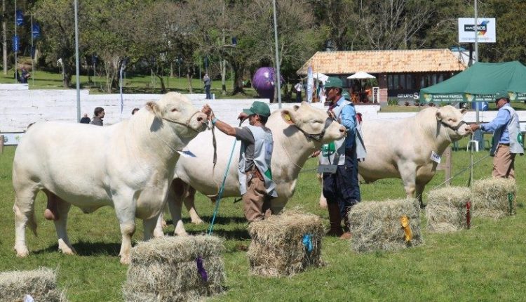 Charolês apresenta novidades na Expointer 2025