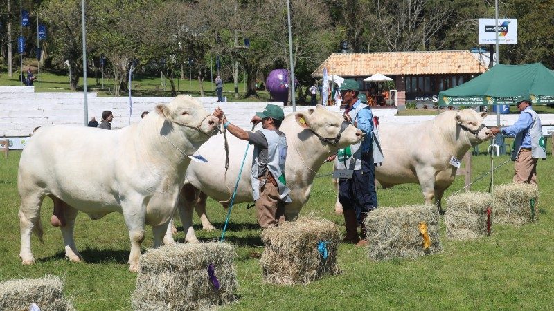 Charolês apresenta novidades na Expointer 2025