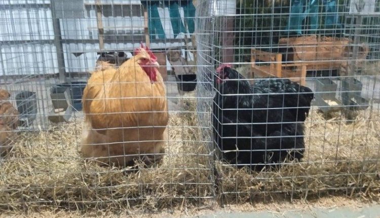 Depois de dois anos, aves e pássaros voltam à Expointer