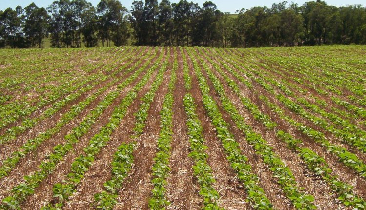 Tratamento de sementes auxilia na produtividade superior e reduz custos para o produtor agrícola, apontam estudos