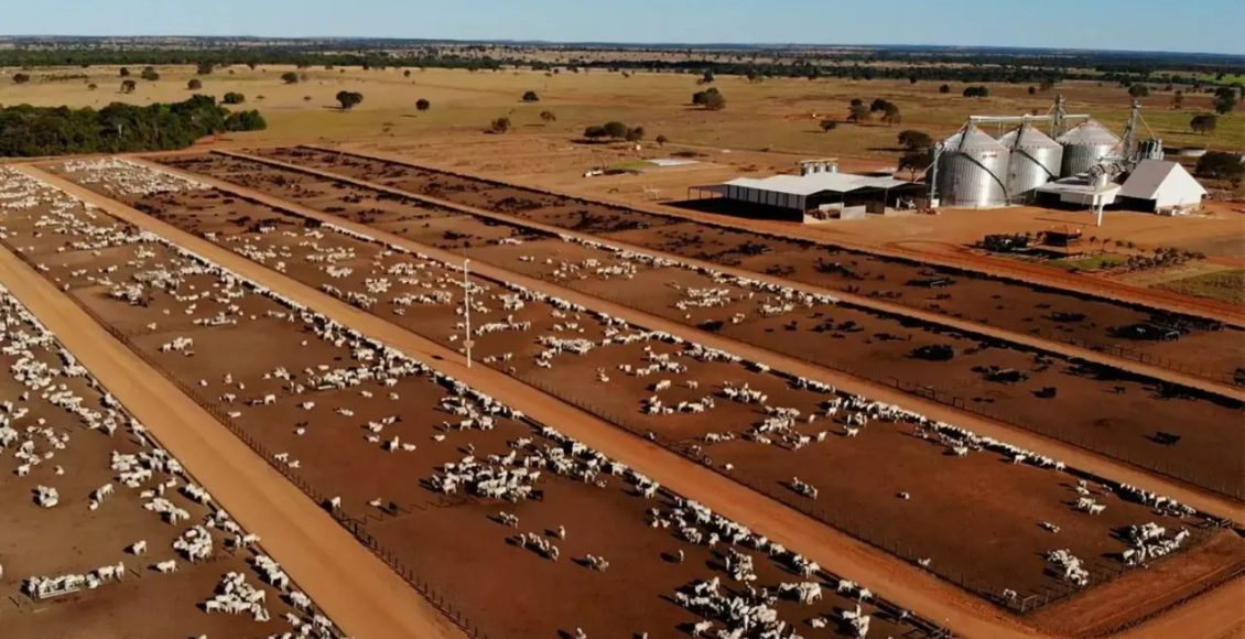 Como a maior fazenda de ciclo completo do Brasil mantém 120 mil bovinos bem nutridos durante a seca
