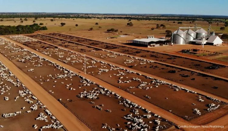 Como a maior fazenda de ciclo completo do Brasil mantém 120 mil bovinos bem nutridos durante a seca