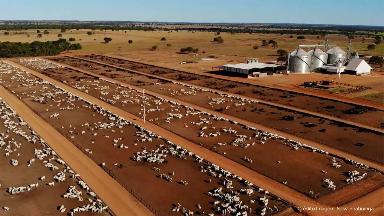 Como a maior fazenda de ciclo completo do Brasil mantém 120 mil bovinos bem nutridos durante a seca