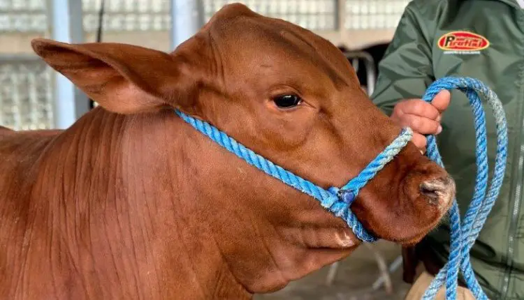 Brangus amplia participação em 51% na Expointer 2025